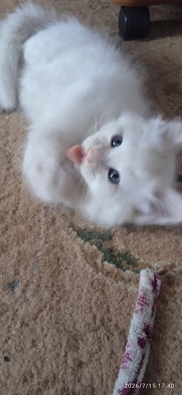 Животные: Мейн-Куны🥰. Продаётся Эксклюзивный Мейн-Кун ❤️ котик 😊 Будет скорее — 2