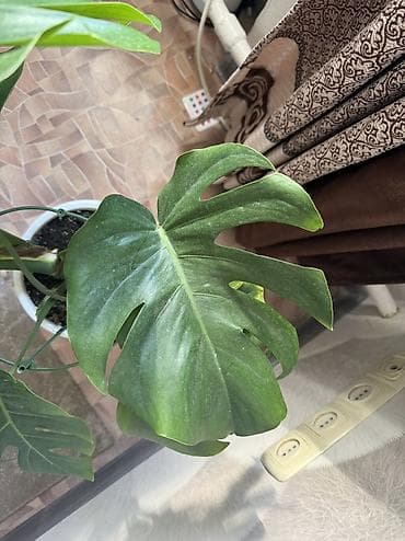 Женское счастье (Спатифиллюм): Монстера . 3000 сом . Район Ахунбаева /Молдыбаева — 4