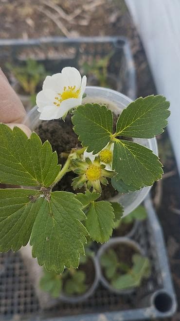 ички кийимдер: Рассада клубники (садовой земляники) в индивидуальных стаканчиках. - — 3