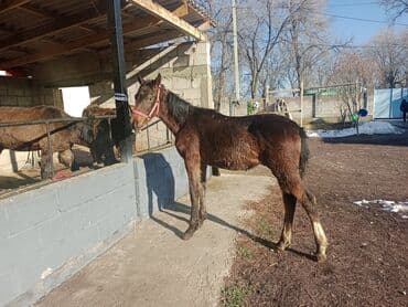 продажа щенков немецкой овчарки в бишкеке с документами: Продаю | Жеребенок | Кара Жорго | Для разведения | Племенные — 4