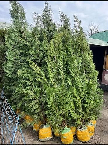 саженцы огурцов: Саженцы деревьев: Туи, Самовывоз — 5