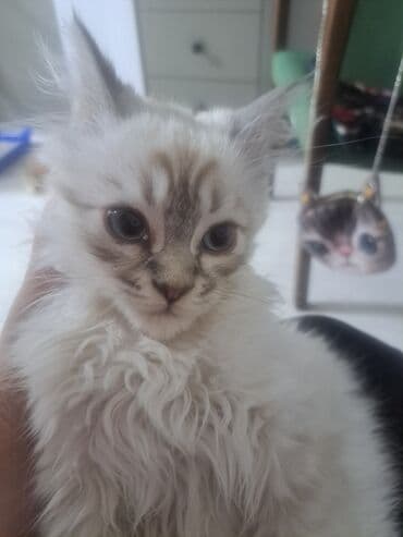 сибирский кот: 3 месяца, Мальчик, Приучена к лотку — 9