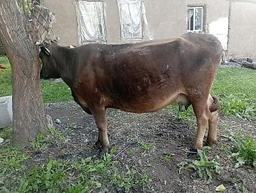 продам корову: Продаю | Корова (самка) | Для молока | Привязанные — 6