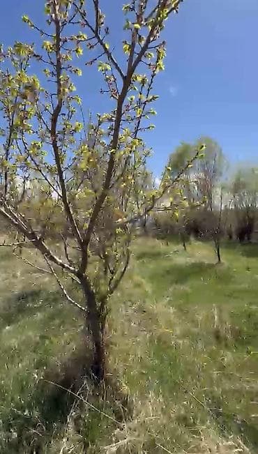 уч: 20 соток, Айыл чарба үчүн, Кызыл китеп — 2