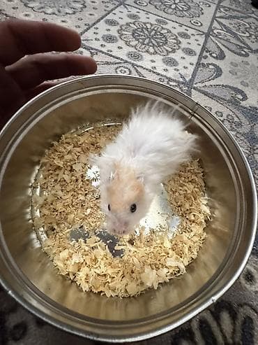 Аламанчыктар (хомяки): Хомячки декоративные от 300сомов и выше - В наличии джунгарики — 5