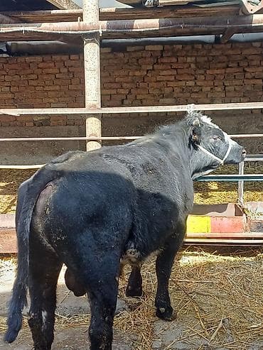 кукуруз варка: Продаю | Бык (самец), Музоо, торпок | Бельгийская | На откорм, Для разведения | Искусственник — 8