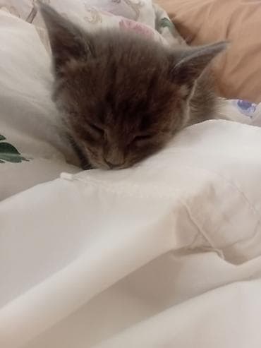 манчкин котенок: Отдам в хорошие руки Котята, короткошёрстные, домашние. Описание: - — 3
