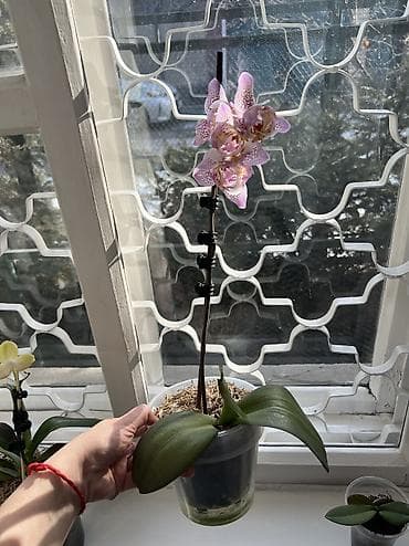 Диффенбахии: Орхидея фаленопсис трилипс Sogo Diamond - Сорт/тип: фаленопсис — 6