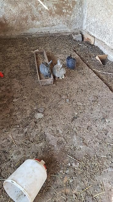 голубь цена: Продаю | Крольчата | Для разведения — 4