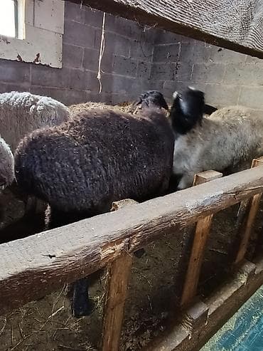 голубая вислоухая кошка: Продаю | Овца (самка) | Для разведения | Осеменитель — 3