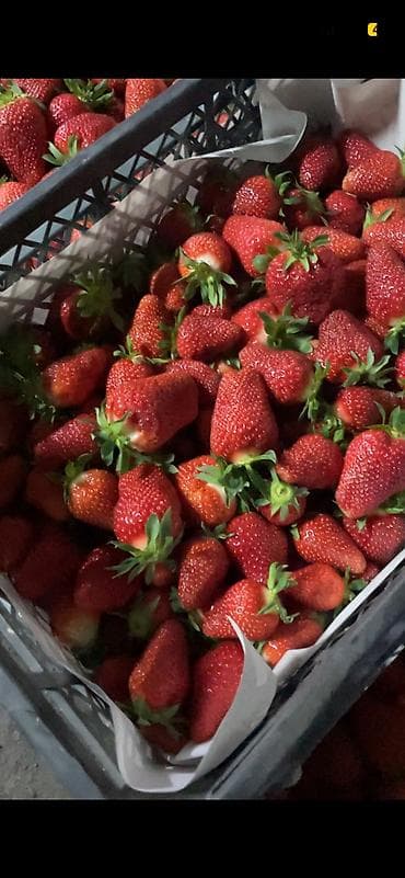 клубника ягода: Клубника — 1