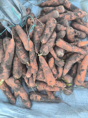 оптом канцтовары бишкек: Сабиз Дүңүнөн, Өзү алып кетүү, Акылуу жеткирүү — 4