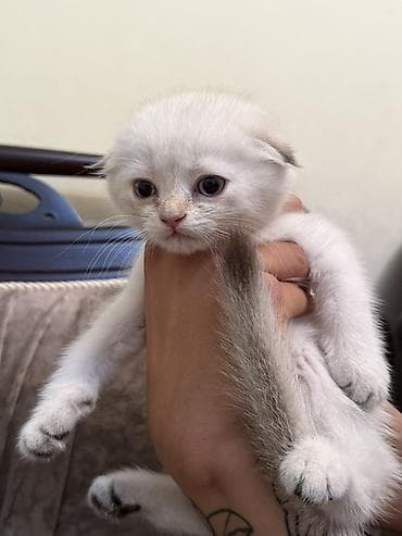 вязка кошка: Шотландские котята, окрас белый с дымчатым хвостиком и тёмными — 2