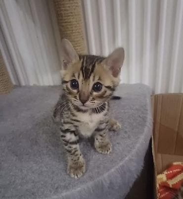 Продажа кошек: Бенгальская, 1 месяц, Девочка, Золотая шиншилла, Приучена к лотку — 4