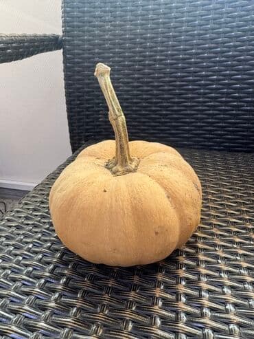 горшок для запекания: Тыква домашняя - Сорт: столовая (круглая, слегка ребристая форма) - — 1