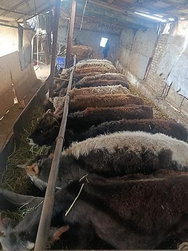 кой бишкек: Сатам | Бука (эркек) | Аргын | Бордоп семиртүү үчүн | Байланган — 5