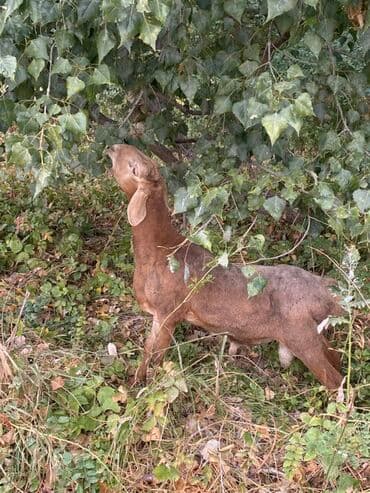 декоративные кролик: Продаю | Баран (самец) | Арашан | Для разведения | Осеменитель — 2