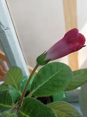 Фиалкалар жана глоксиниялар: Глоксиния с крупными бархатистыми цветками. Особенности: - Компактный — 4