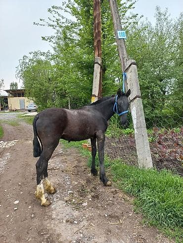 кане корсо собака цена: Продаю | Жеребенок | Конный спорт — 2