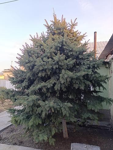 Ель голубая (Picea pungens), крупномер. - Ориентировочная высота