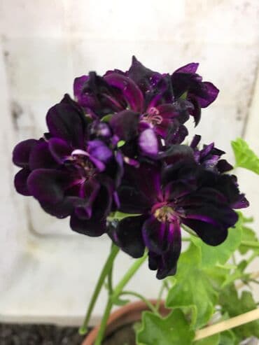 асбест бишкек: Пеларгония (плющелистная) — 10