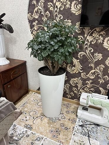 Крупное комнатное растение в высоком белом кашпо. - Вид at lalafo.kg Крупное комнатное растение в высоком белом кашпо. - Вид