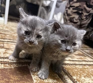 Ищем дом очаровательным котятам.Малыши здоровые, игривые,всё