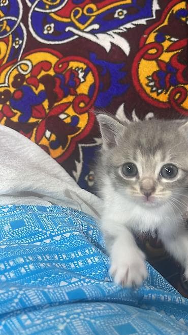щенки алабая: Отдам Котят в добрые ручки, сами умеют кушать, приучены к лотку — 1