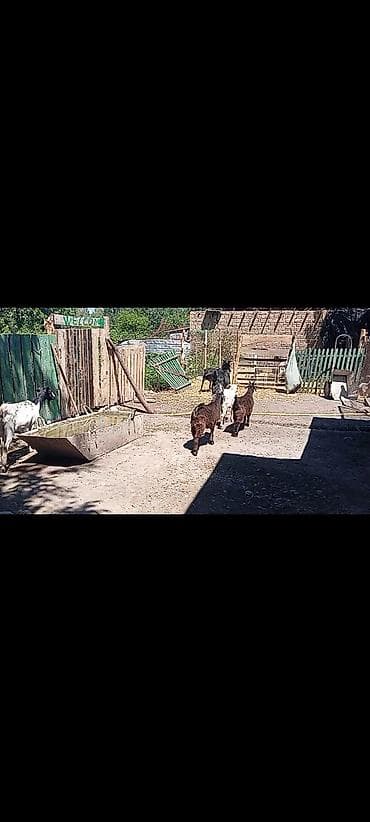 Продаю | Коза (самка), Козёл (самец), Козлёнок | Полукровка, Нубийская | На забой, Для разведения, Для молока | Племенные, Котные, Осеменитель