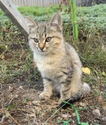 Иттер: Мышык бекер берилет: Породасыз, 3 айлык, Эркек, Лотокко барууга үйрөтүлгөн — 2