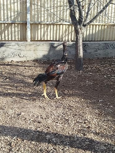 скупка кара балта: Продаю | Куры — 3