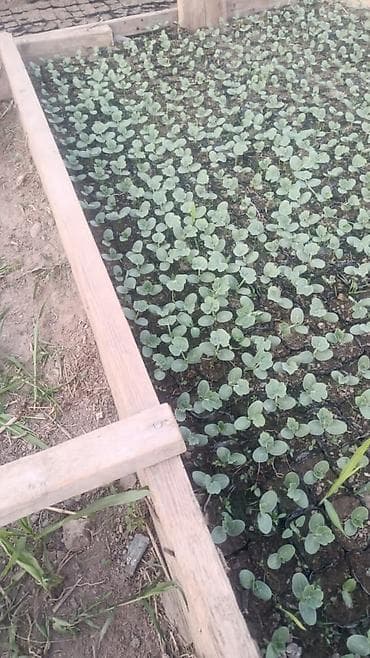 Дарбыз көчөт