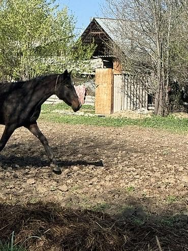 цена лошади: Продаю | Кобыла (самка) | Конный спорт — 6