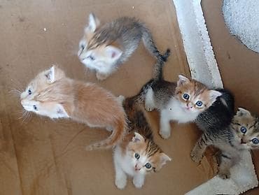 новорождённые котята: Отдам веслоухих котят в добрые руки,токмок,.все котята уже — 1