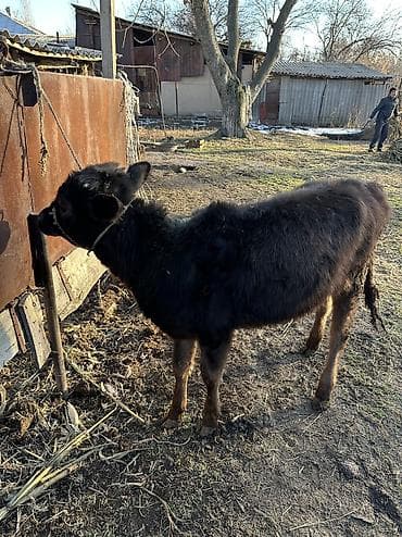 каракол животных: Продаю | Корова (самка), Тёлка | Полукровка, Алатауская | Для разведения — 5