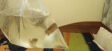 корм для форел: Гуппи одна стоит 150 - Аквариумные живородящие рыбки гуппи (Poecilia — 6