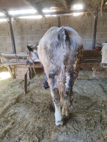 купить водоросли для аквариума: Продаю | Бык (самец) | На откорм | Привязанные — 3