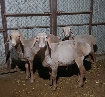 корм для домашних животных: Продаю | Ягненок, Баран (самец) | Арашан — 5