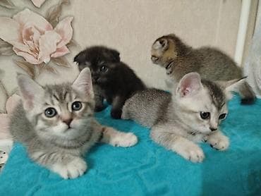 Животные: Котята шотландской породы, короткошёрстные, домашнего выращивания — 6