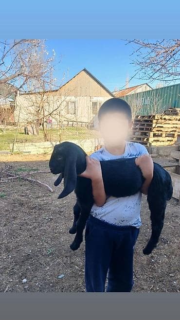 шиншилла цена бишкек: Продаю | Козлёнок | Нубийская — 2