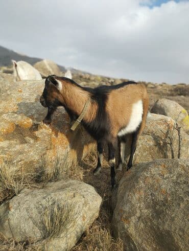 клетка для крысы: Продаю | Козёл (самец) | Для разведения | Племенные — 2