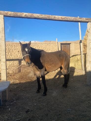 Мышыктар: Сатам | Бээ (ургаачы) | Жумушка | Мерин — 1