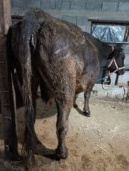 наполнитель для животных: Продаю | Корова (самка) | Алатауская | Для разведения, Для молока | Племенные, Стельные — 5