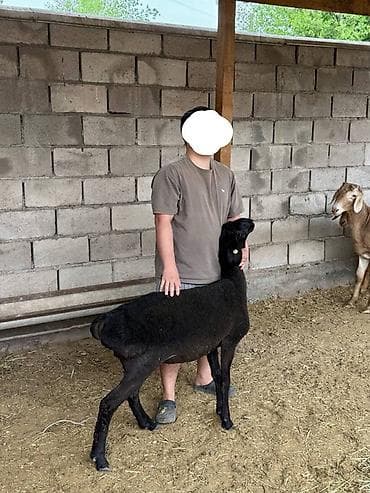 куньминская овчарка: Продаю | Овца (самка), Баран (самец) | Арашан | Для разведения — 4