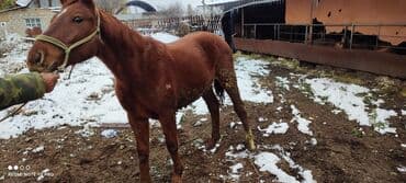 корм для домашних животных: Продаю | Жеребец | Рабочий — 1