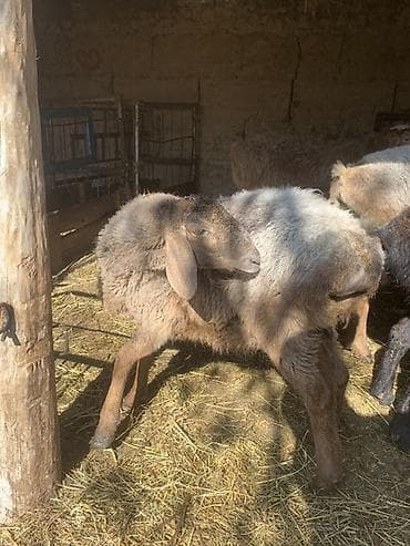 номер приюта для животных бишкек: Продаю | Ягненок | Для разведения — 4