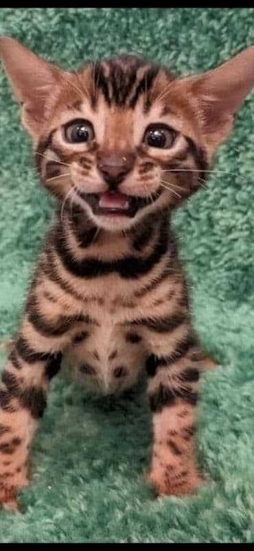 сколько стоит котенок британской золотой шиншиллы: Друзья. !!!.в питомнике Бен Гла Мур. долгожданные новые детки — 12