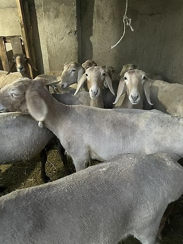 Продаю | Ягненок | Арашан | Для разведения — 1