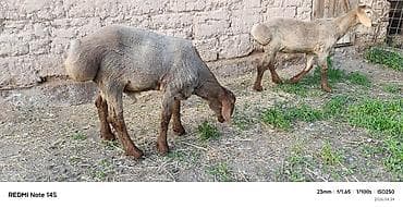 баран самка: Продаю | Овца (самка) | Для разведения | Ярка — 8