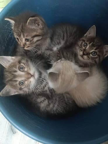 Продажа кошек: Продаются четверо котят смешанной породы на САМОВЫВОЗ. Мать котят — 2